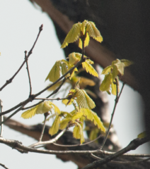 Quercus mongolica