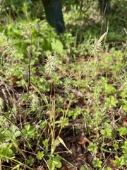 Anthoxanthum aristatum