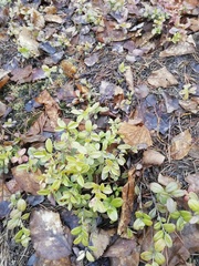 Vaccinium vitis-idaea