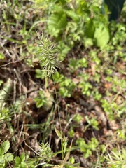 Anthoxanthum aristatum