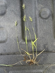 Anthoxanthum aristatum