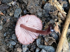 Mycena mariae