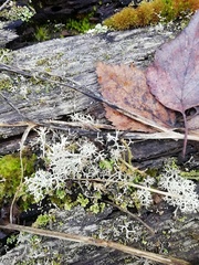 Cladonia