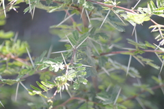 Vachellia farnesiana
