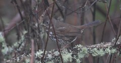 Passerella iliaca unalaschcensis