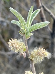 Salix breweri