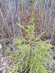 Picea obovata