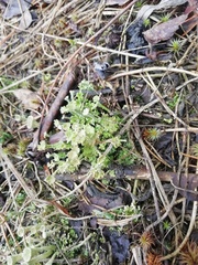Cladonia