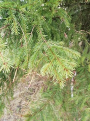 Picea obovata