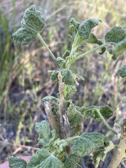 Malacothamnus aboriginum