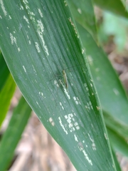 Mecistoscelis scirtetoides