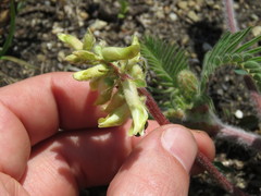 Astragalus tennesseensis