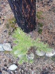 Pinus sylvestris