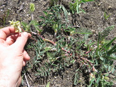 Astragalus tennesseensis