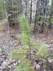 Pinus sibirica