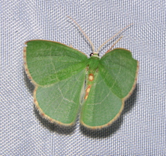 Nemoria glaucomarginaria