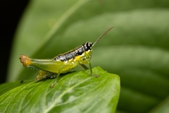 Liebermannacris dorsualis