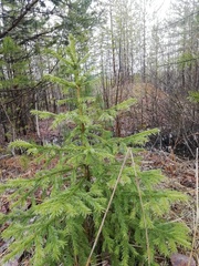 Picea obovata