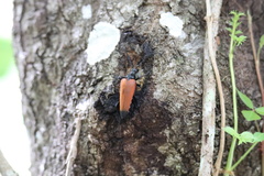 Stenelytrana emarginata