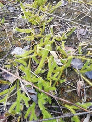 Lycopodium clavatum