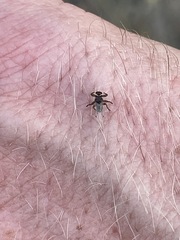 Lipoptena depressa