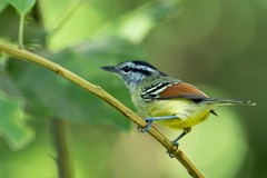 Rufous-Winged Antwren photo 5
