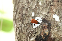 Stenelytrana emarginata