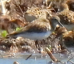 Calidris bairdii