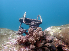 Halisarca australiensis