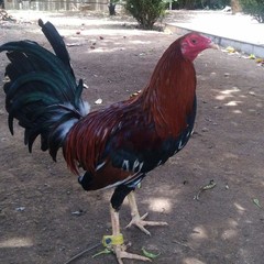 Gallus gallus