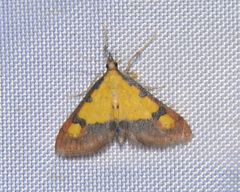 Choristostigma zephyralis