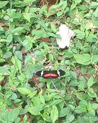 Heliconius clysonymus
