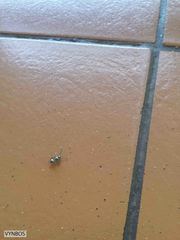 Polyrhachis schlueteri