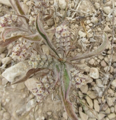 Plantago wrightiana