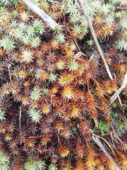 Polytrichum