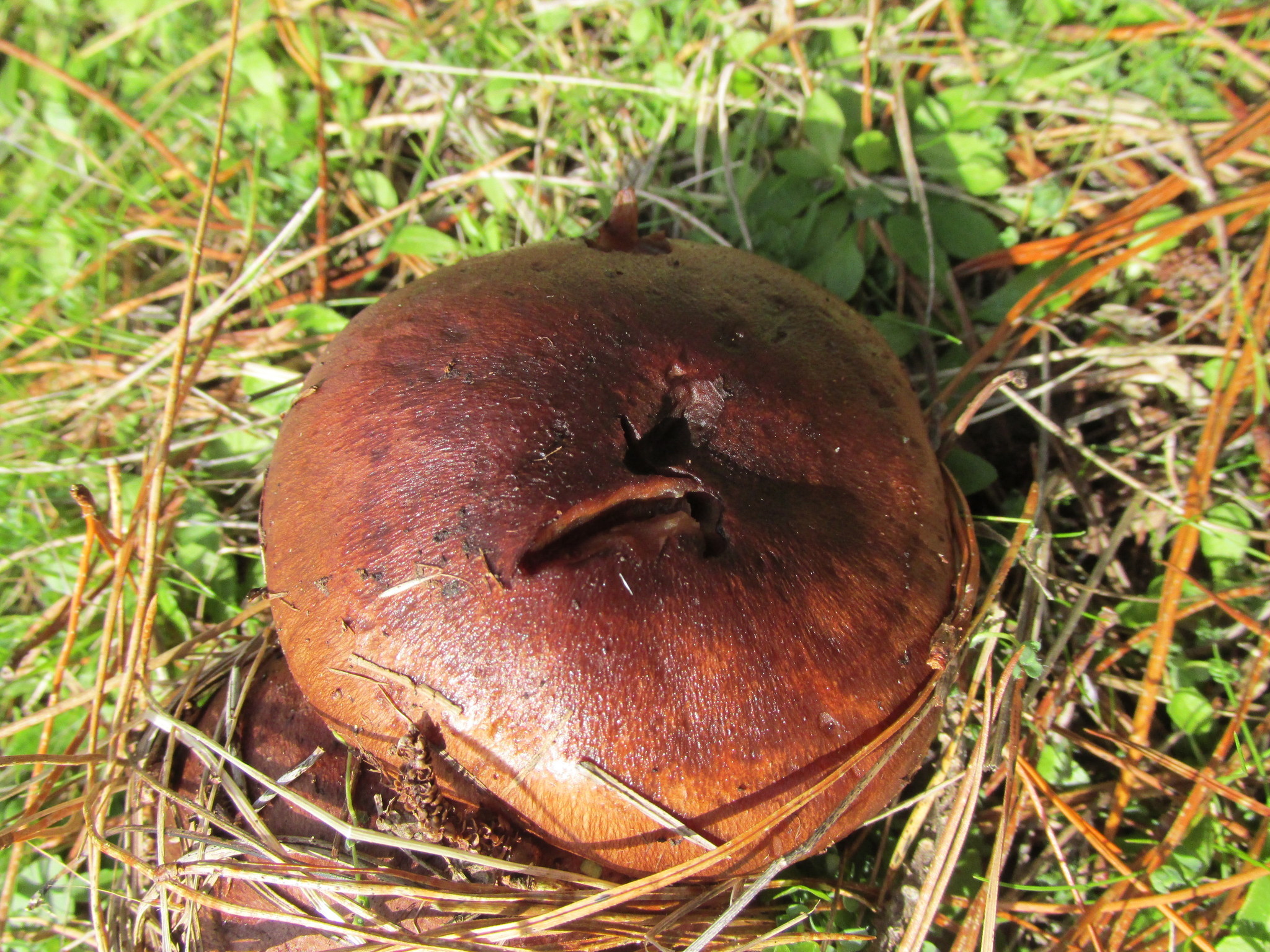 Tricholoma albobrunneum image