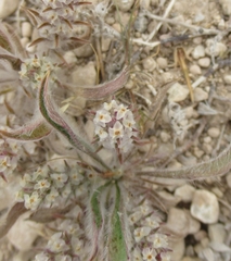 Plantago wrightiana
