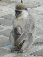 Chlorocebus aethiops