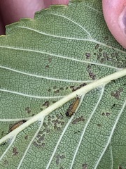 Xanthogaleruca luteola