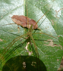 Hygropoda lineata