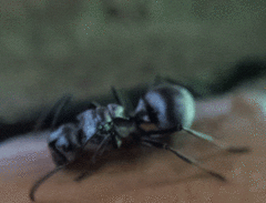 Polyrhachis schlueteri