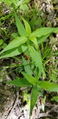 Silene stellata