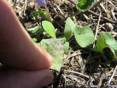Viola septentrionalis