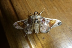 Neoleucinodes