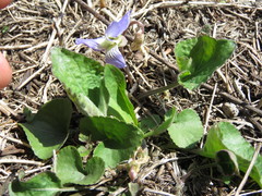 Viola septentrionalis
