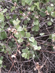 Vitis acerifolia