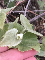 Vitis acerifolia