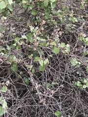 Vitis acerifolia