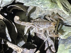 Paruroctonus variabilis