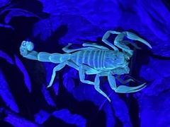 Paruroctonus variabilis